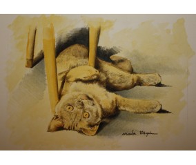 Ritratto gatto